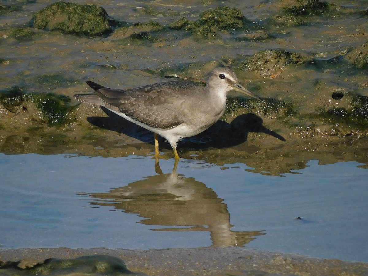 Gri Sırtlı Düdükçün - ML647017291