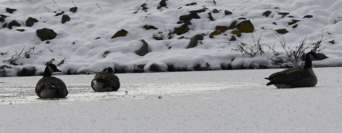 Barnacla Canadiense Grande - ML647017293