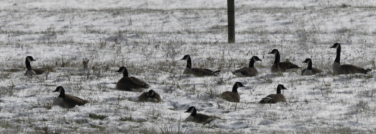 Barnacla Canadiense Grande - ML647017294