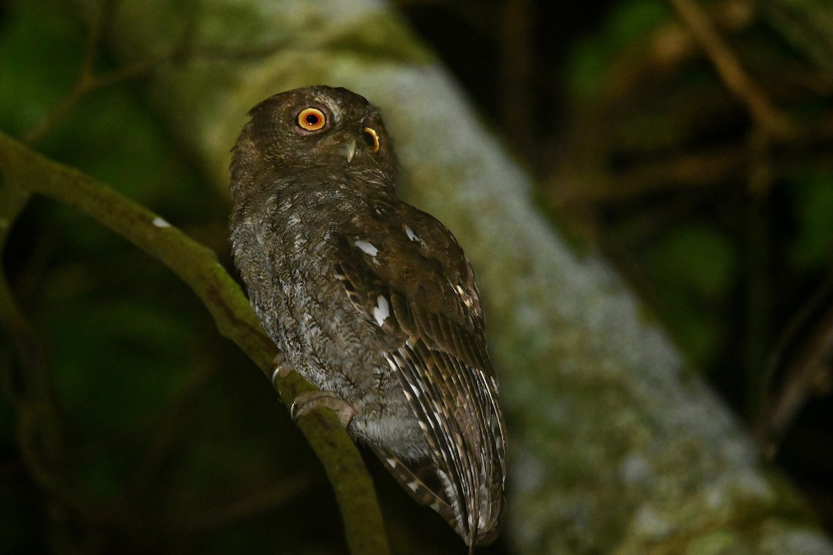 Choco Screech-Owl - ML647017295