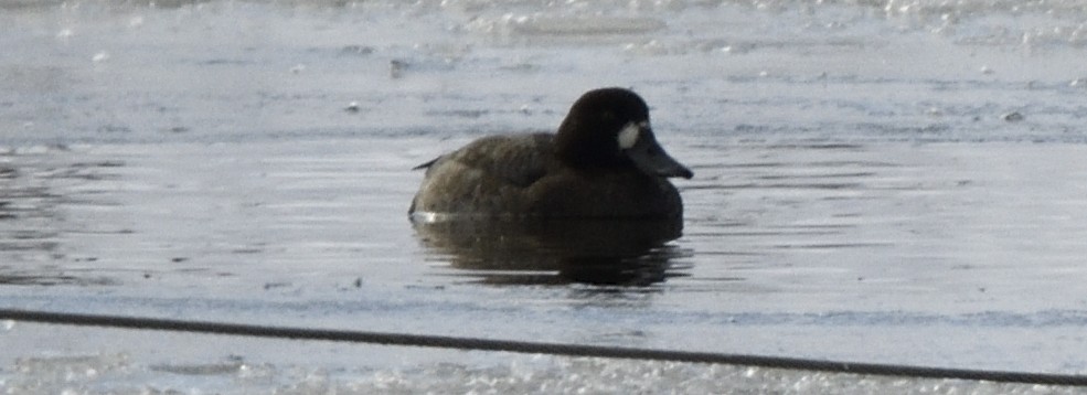 スズガモ - ML647017296