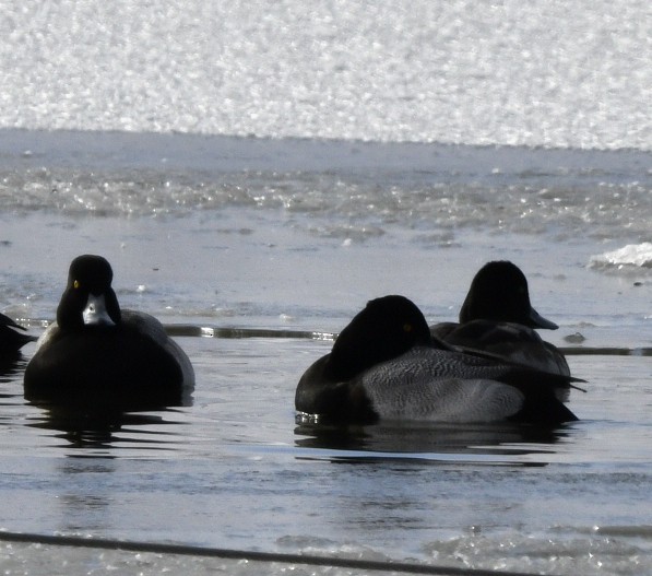 Lesser Scaup - ML647017302