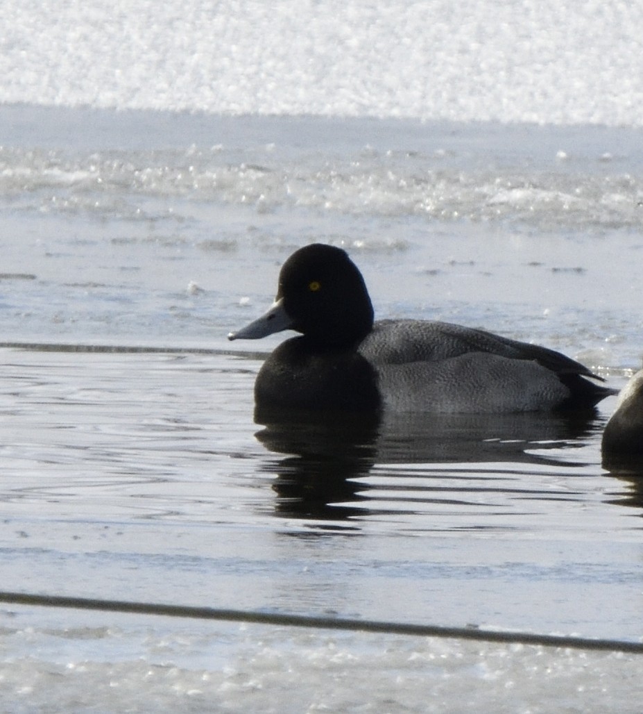 Lesser Scaup - ML647017303