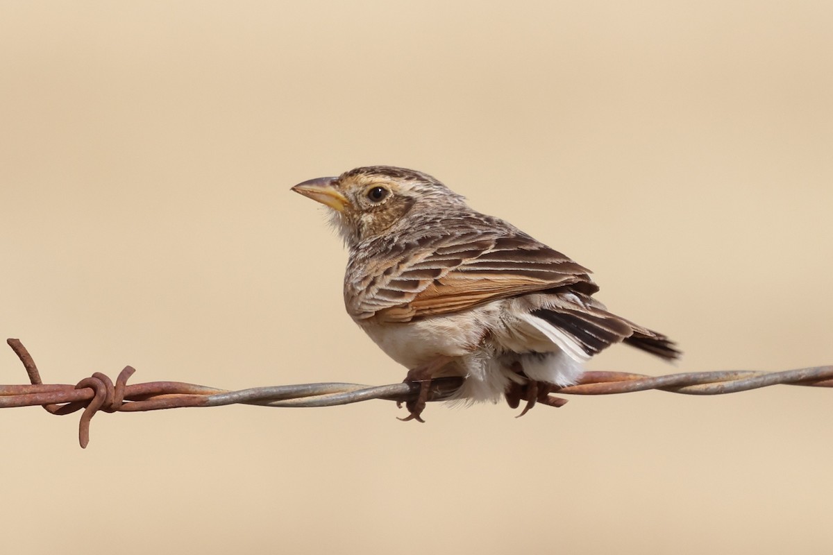 Singing Bushlark - ML647017304