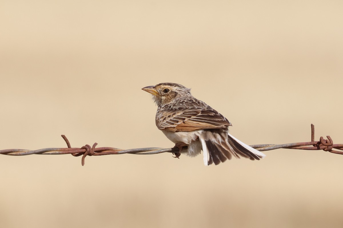 Singing Bushlark - ML647017305