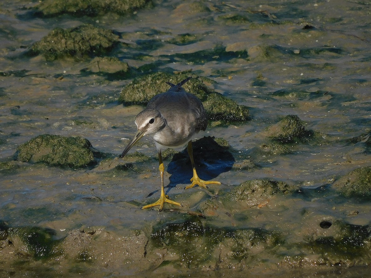 Gri Sırtlı Düdükçün - ML647017306