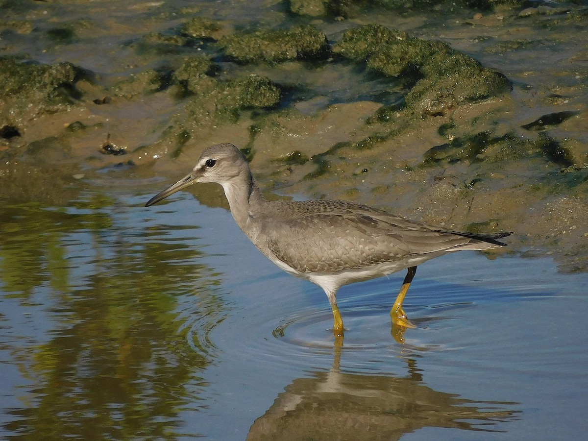 Gri Sırtlı Düdükçün - ML647017307