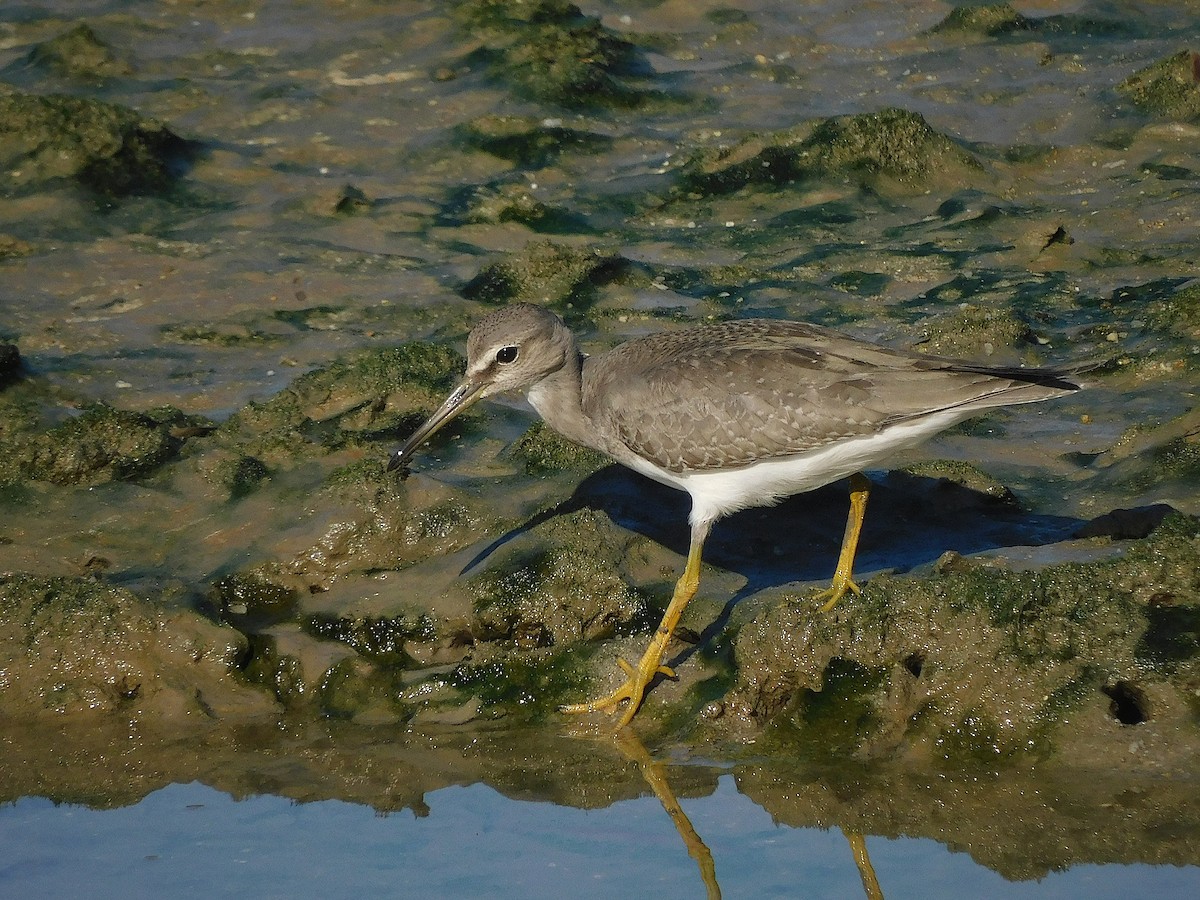 Gri Sırtlı Düdükçün - ML647017308