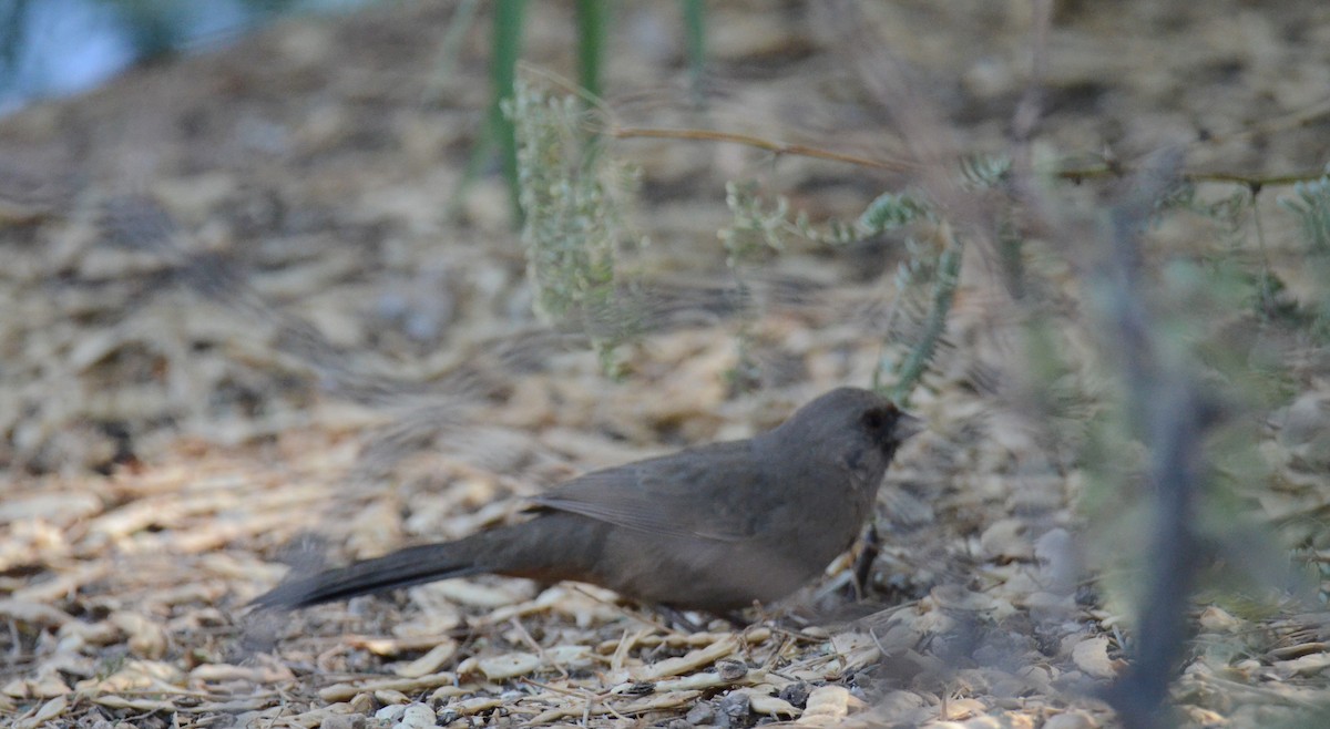 Abert's Towhee - ML647017312