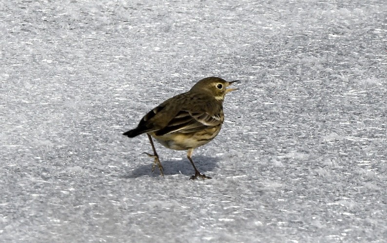 American Pipit - ML647017313