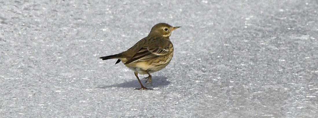 American Pipit - ML647017314