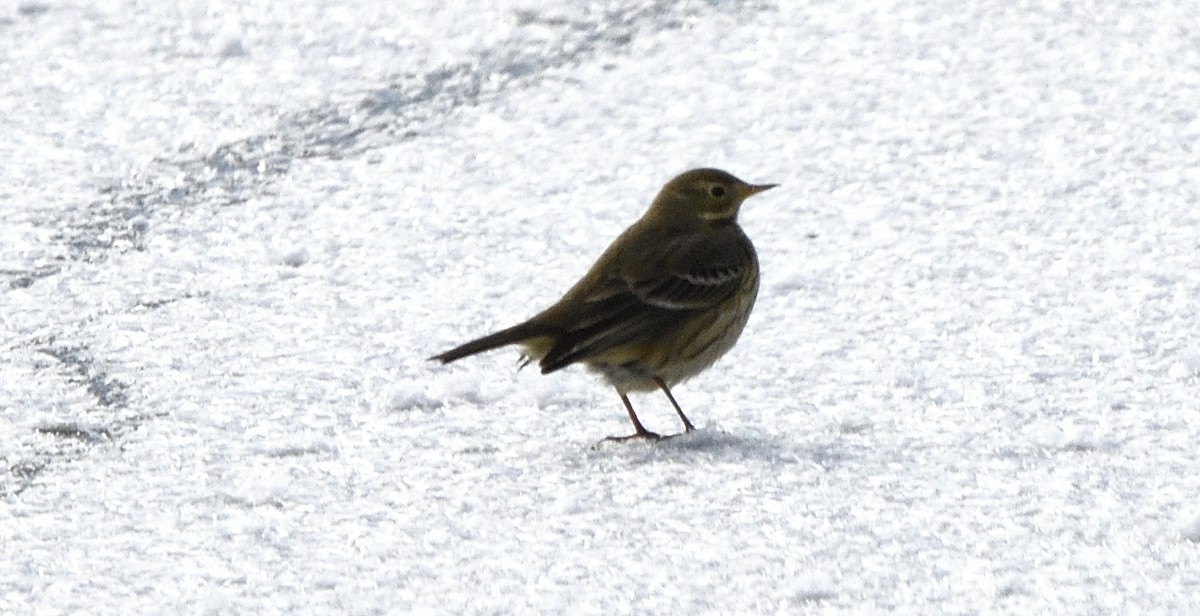 American Pipit - ML647017315
