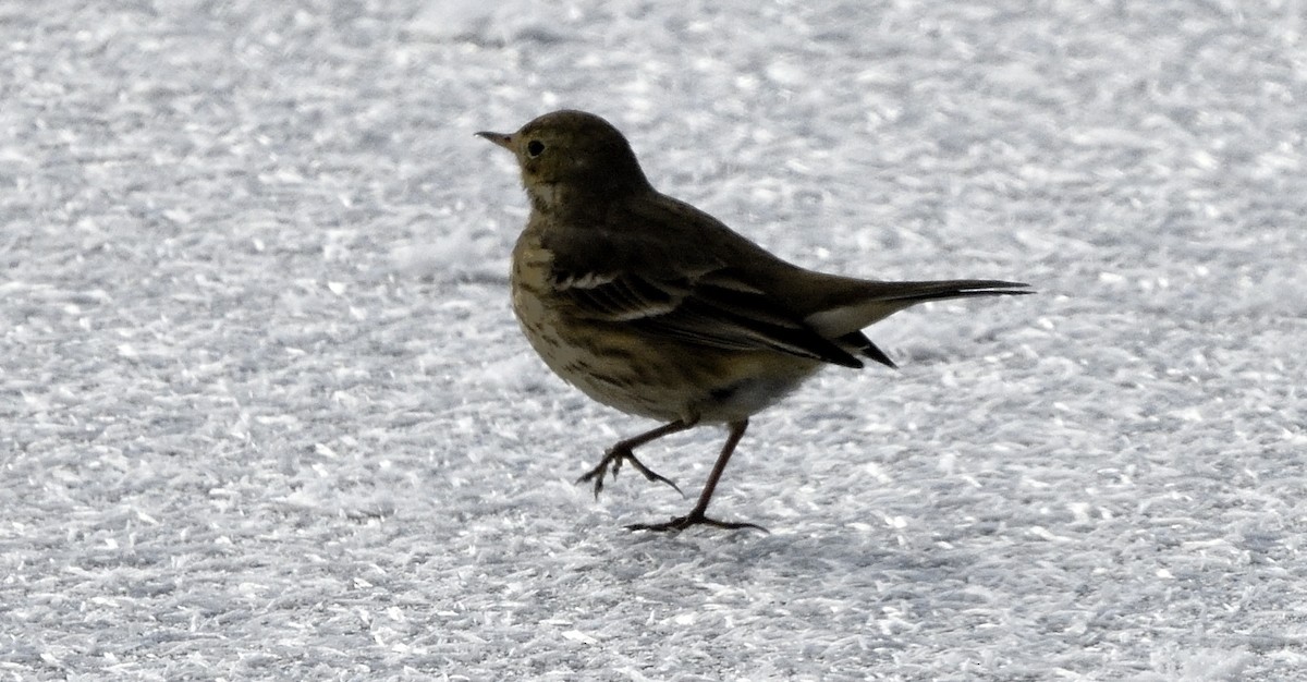 American Pipit - ML647017317