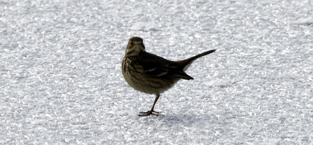 American Pipit - ML647017318