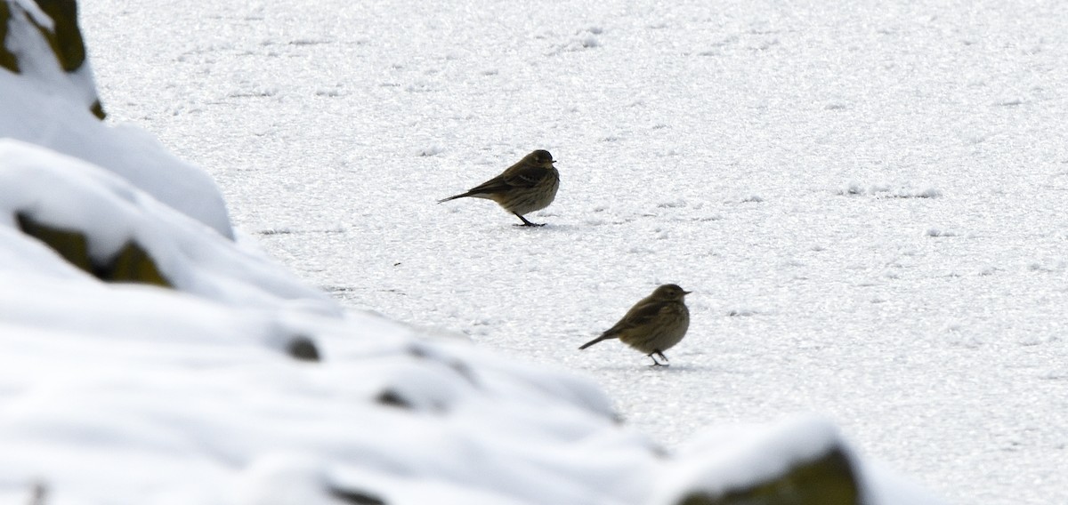 American Pipit - ML647017319