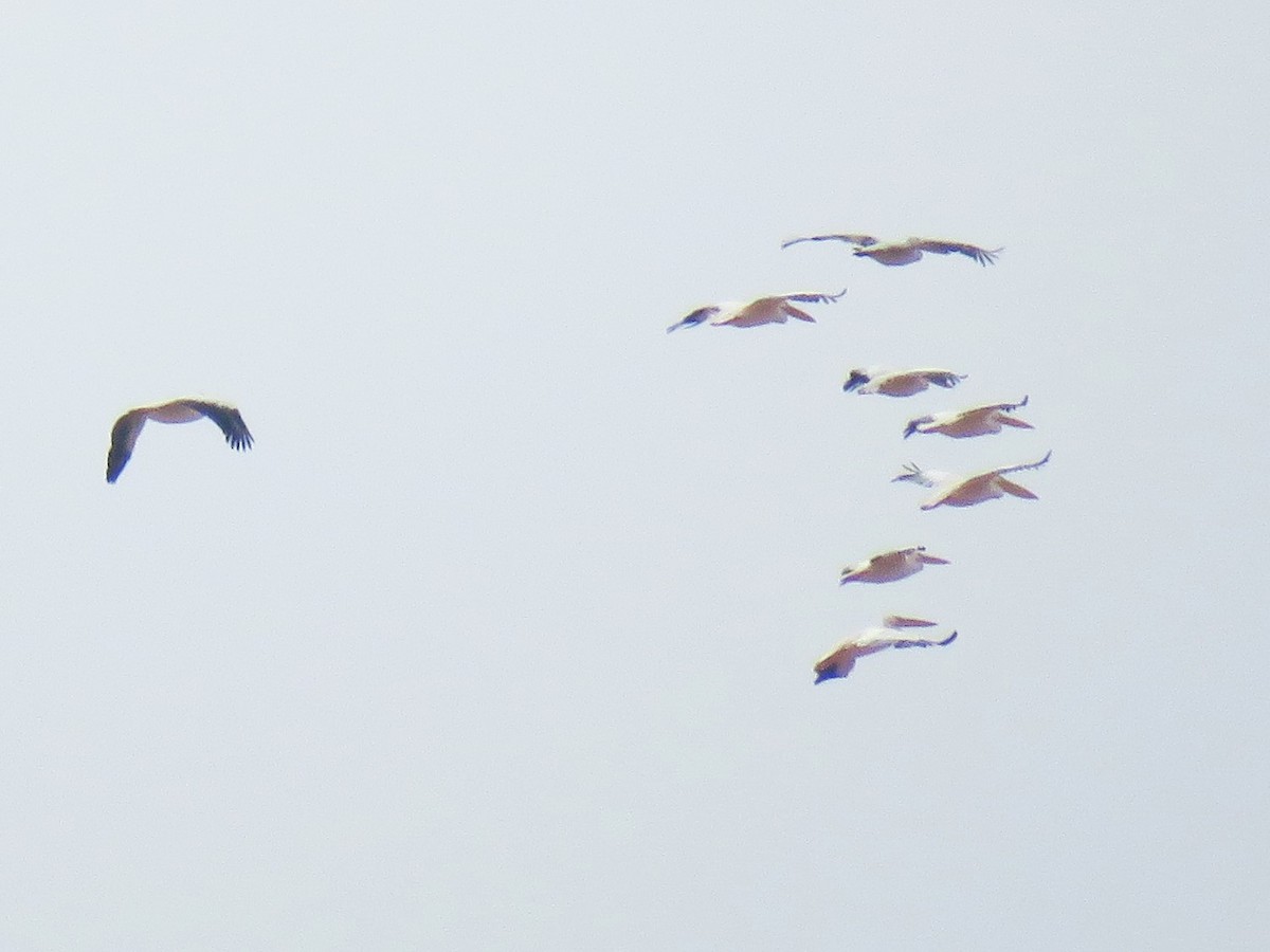 Great White Pelican - ML647017323
