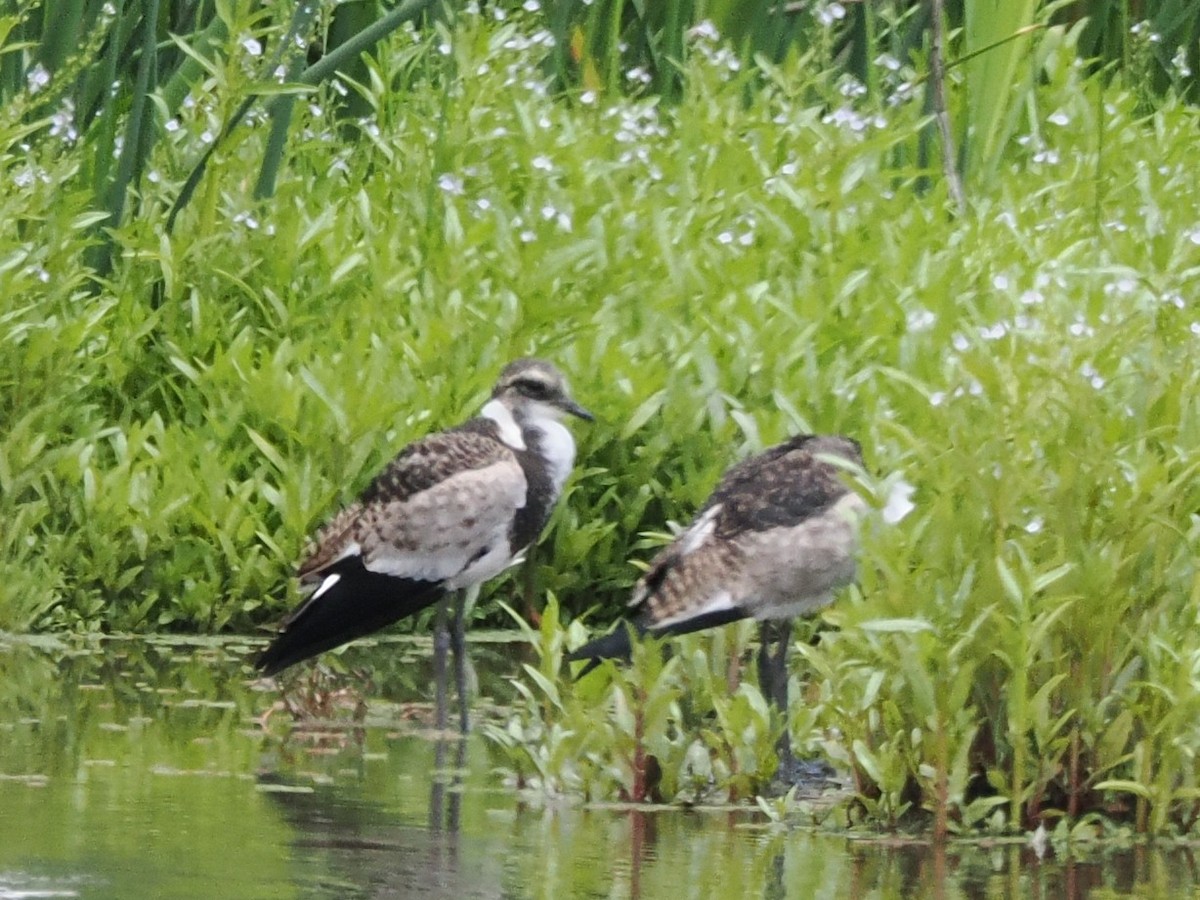 Blacksmith Lapwing - ML647017332