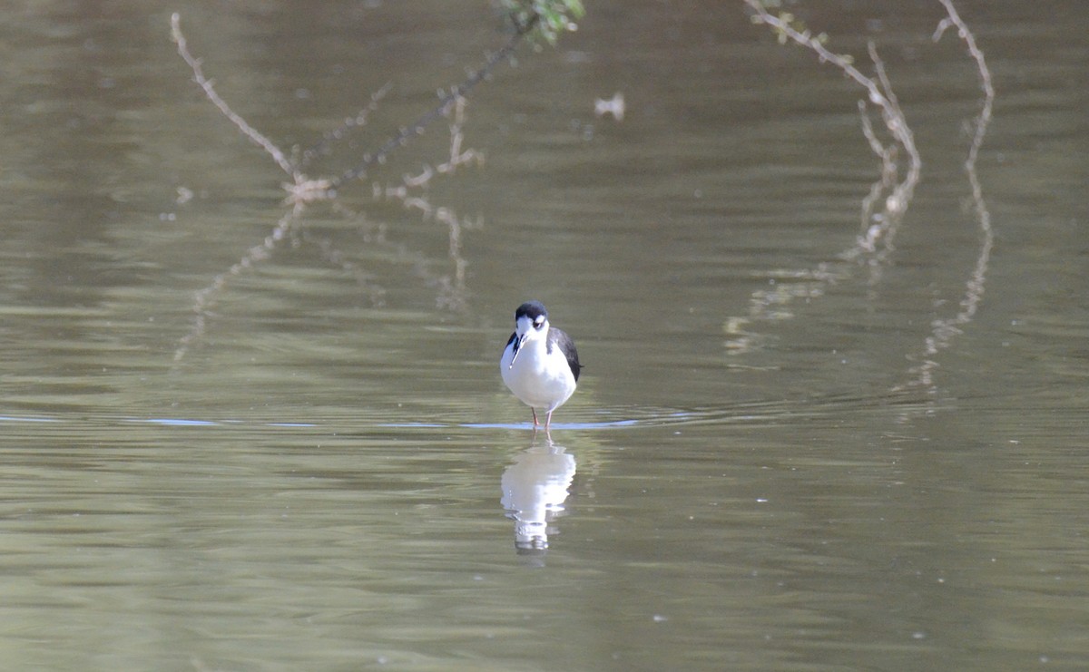 Black-necked Stilt - ML647017334