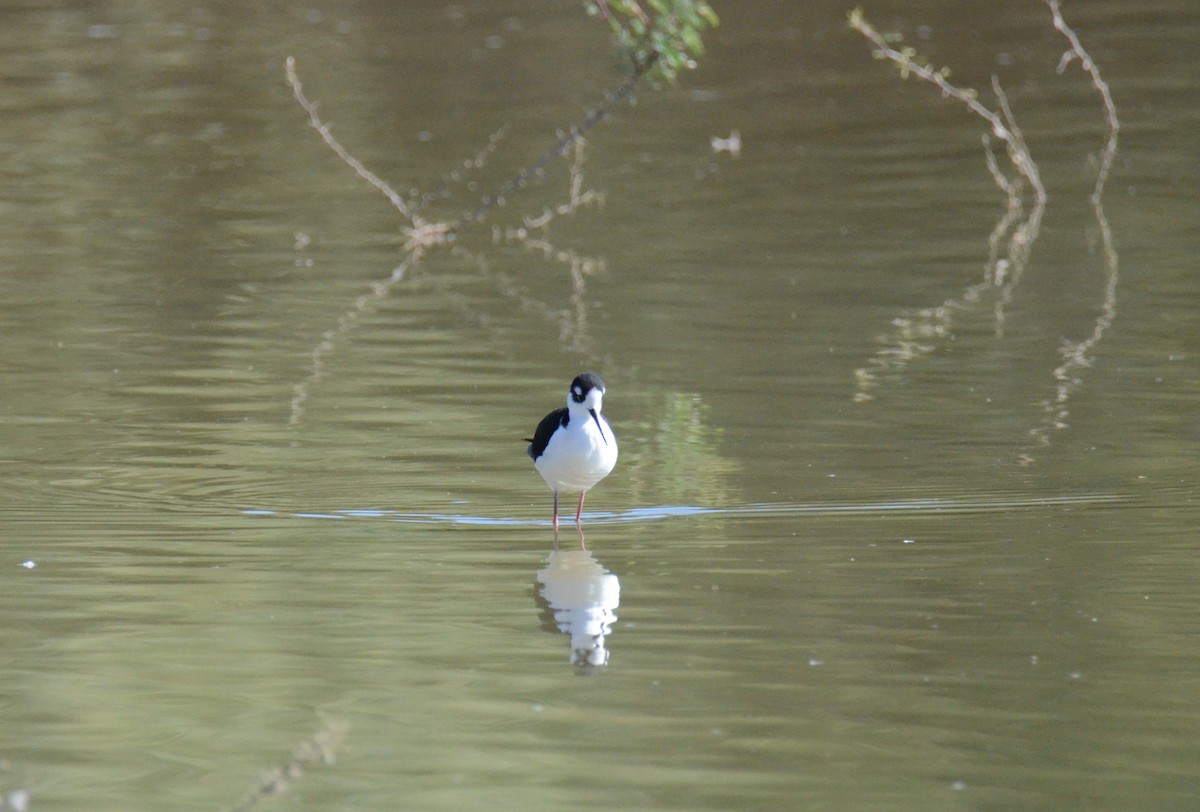 Black-necked Stilt - ML647017336
