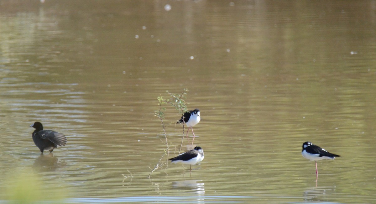 Black-necked Stilt - ML647017337