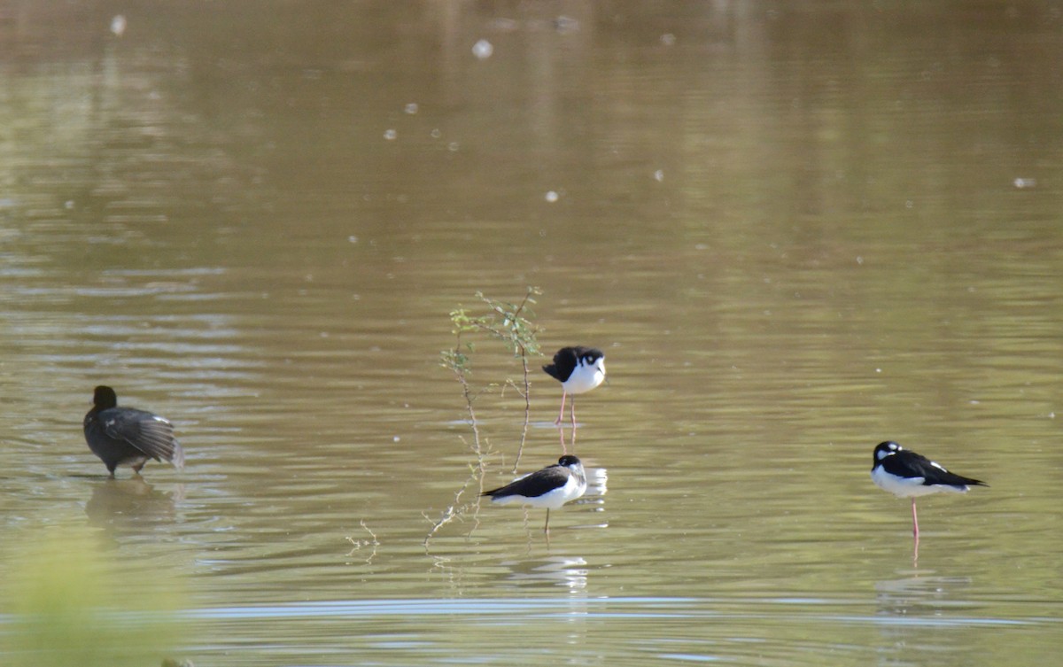 Black-necked Stilt - ML647017338