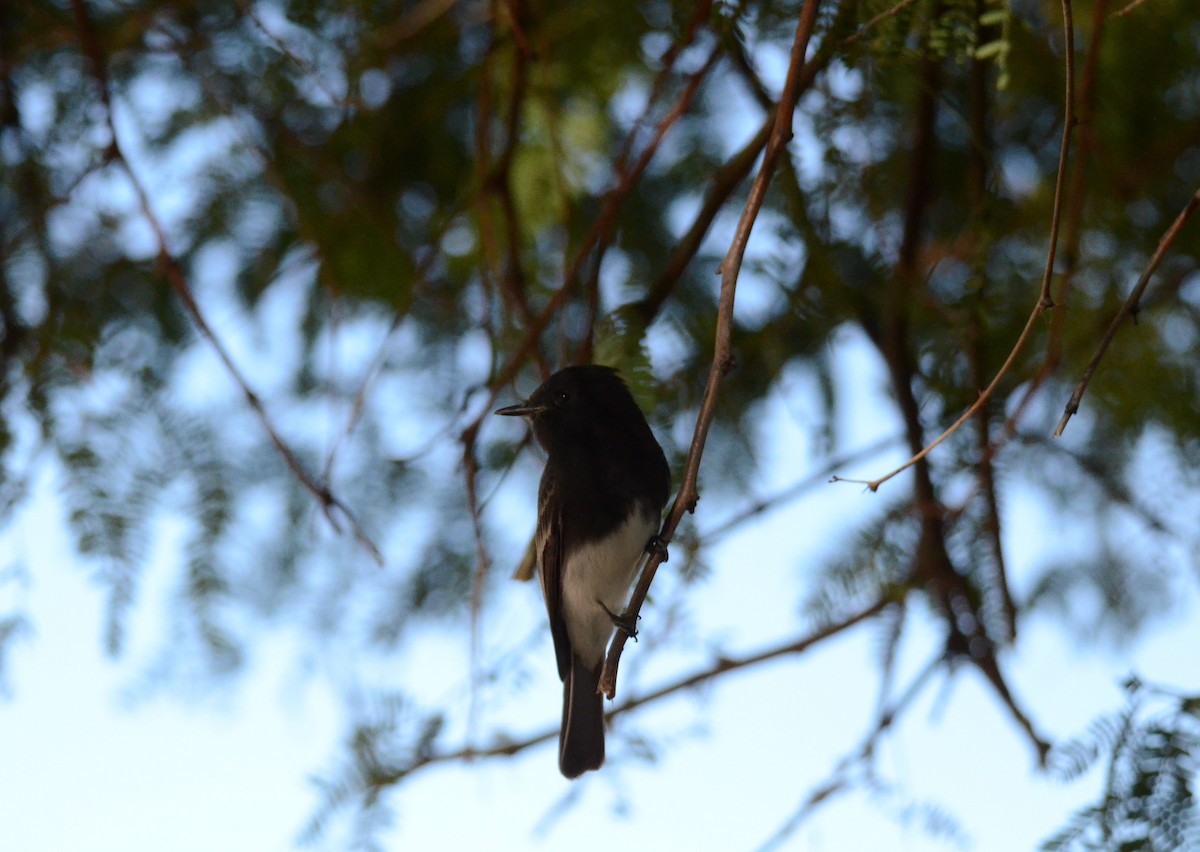 Black Phoebe - ML647017341