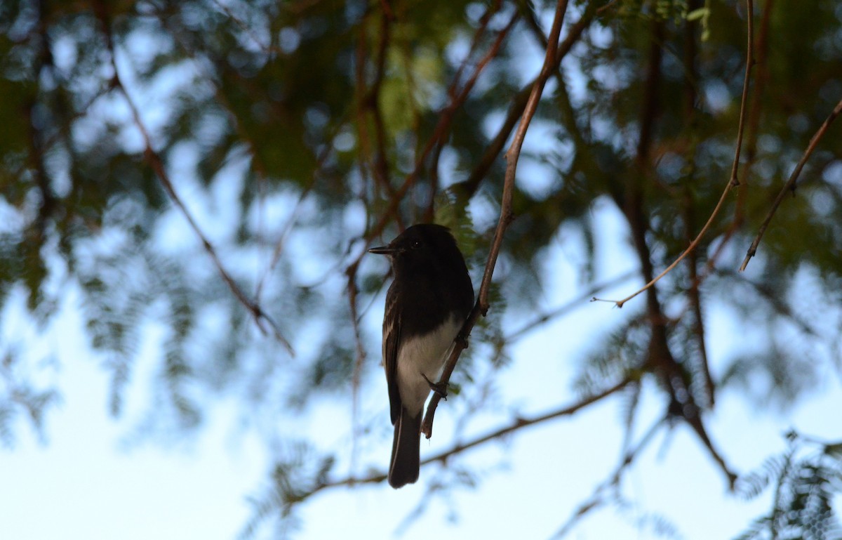 Black Phoebe - ML647017342