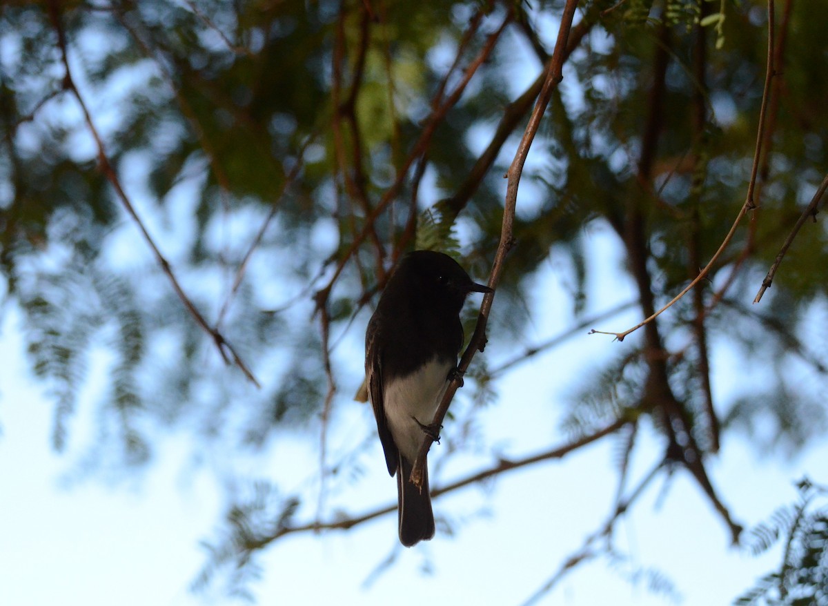 Black Phoebe - ML647017343