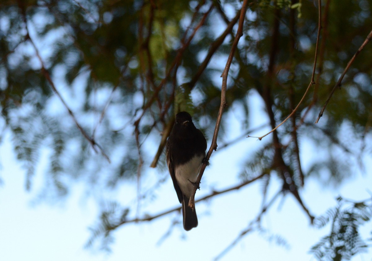 Black Phoebe - ML647017344