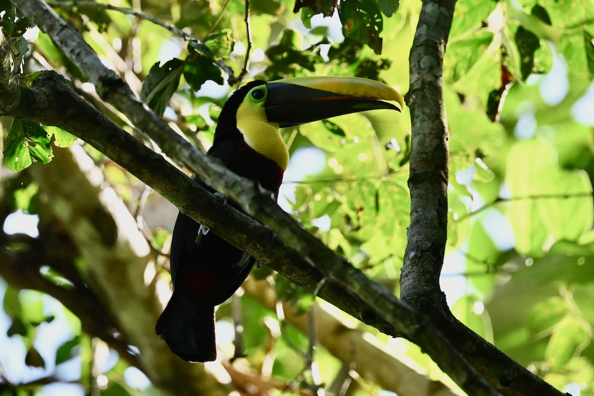 Yellow-throated Toucan - ML647017345