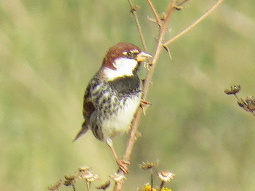 Spanish Sparrow - ML647017346