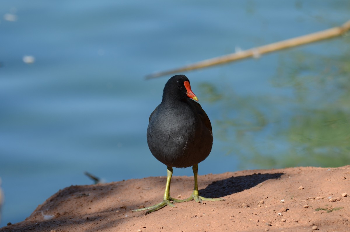 Common Gallinule - ML647017347