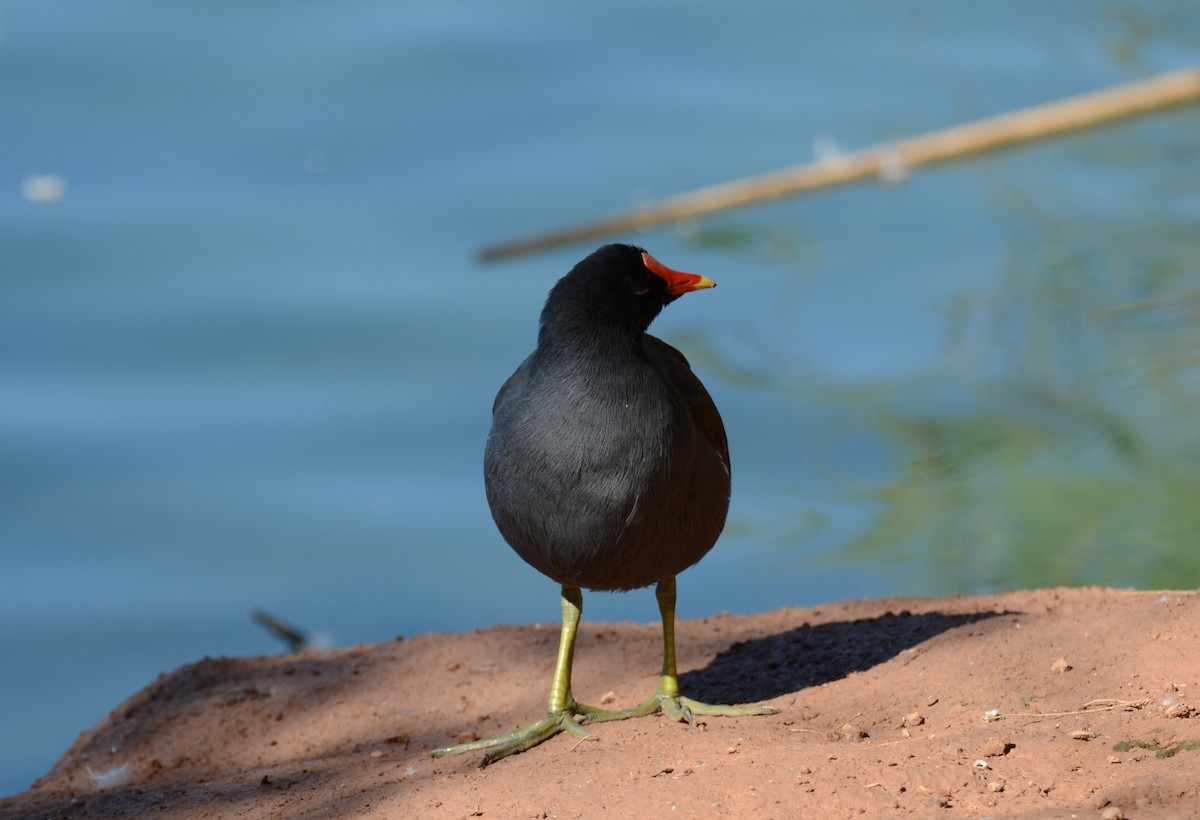 Common Gallinule - ML647017348