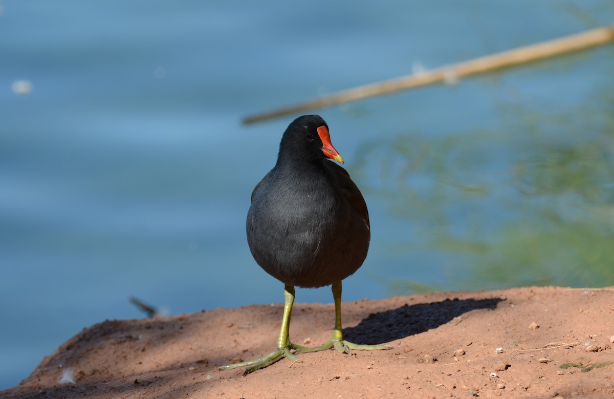 Common Gallinule - ML647017349