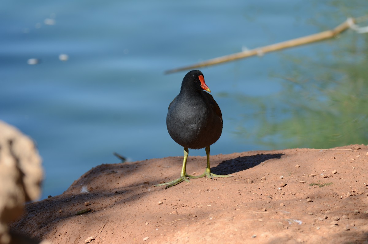 Common Gallinule - ML647017350