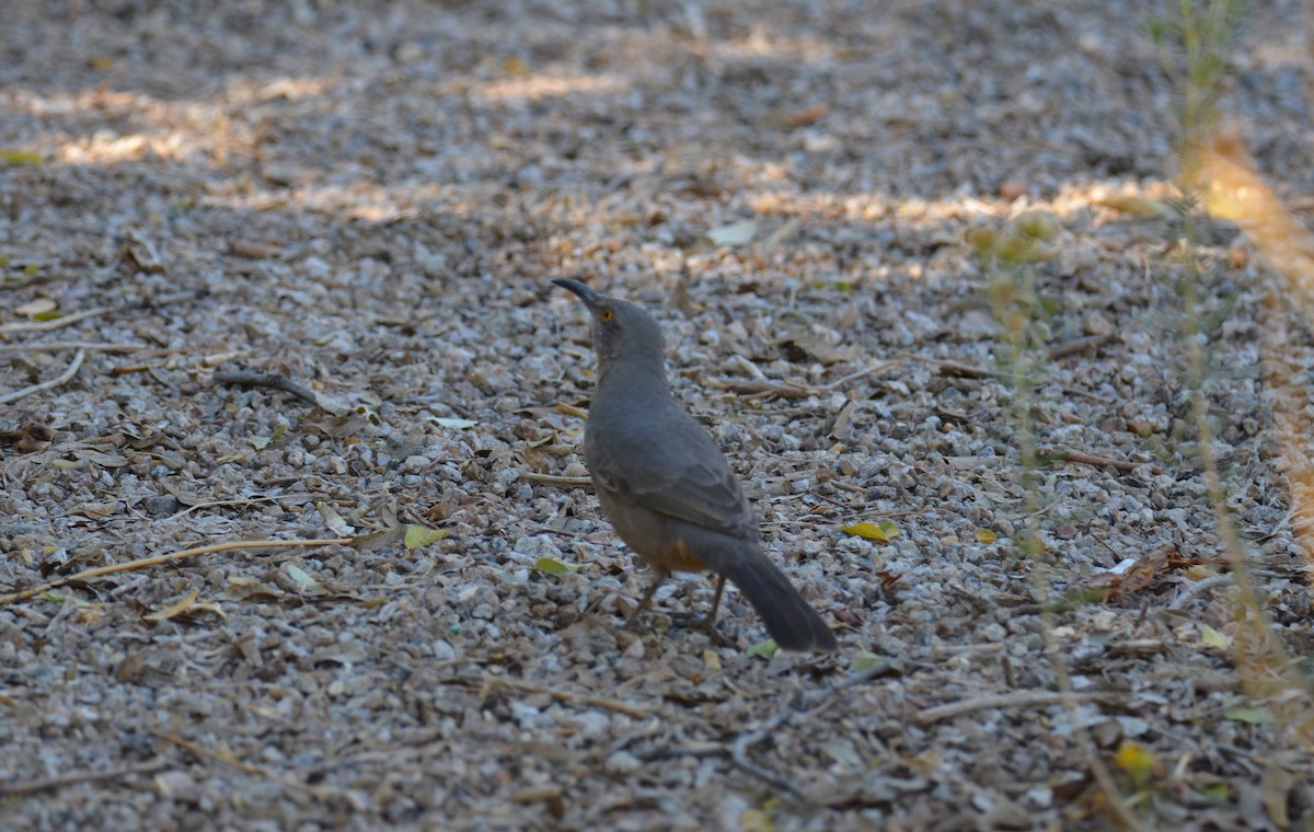 Curve-billed Thrasher - ML647017352