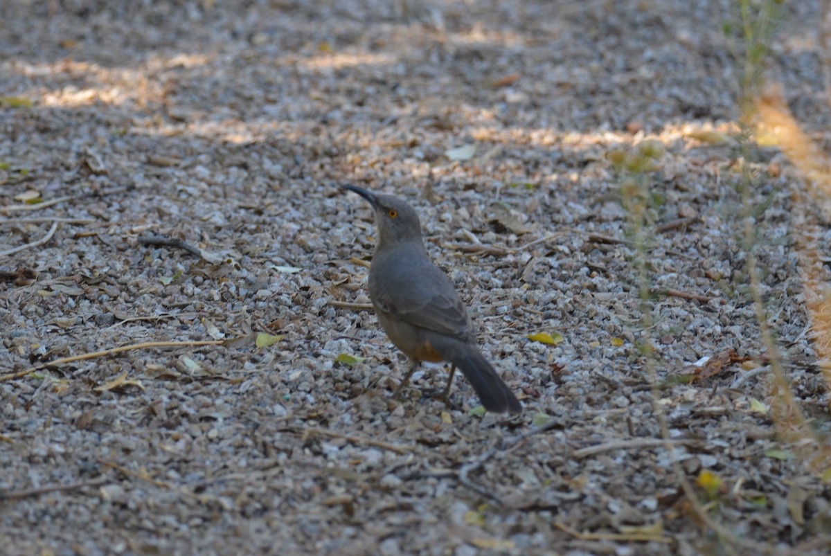 Curve-billed Thrasher - ML647017353