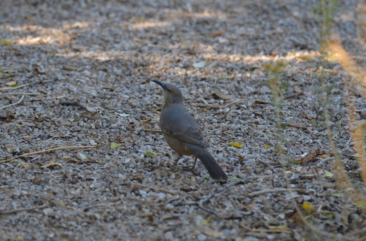Curve-billed Thrasher - ML647017354