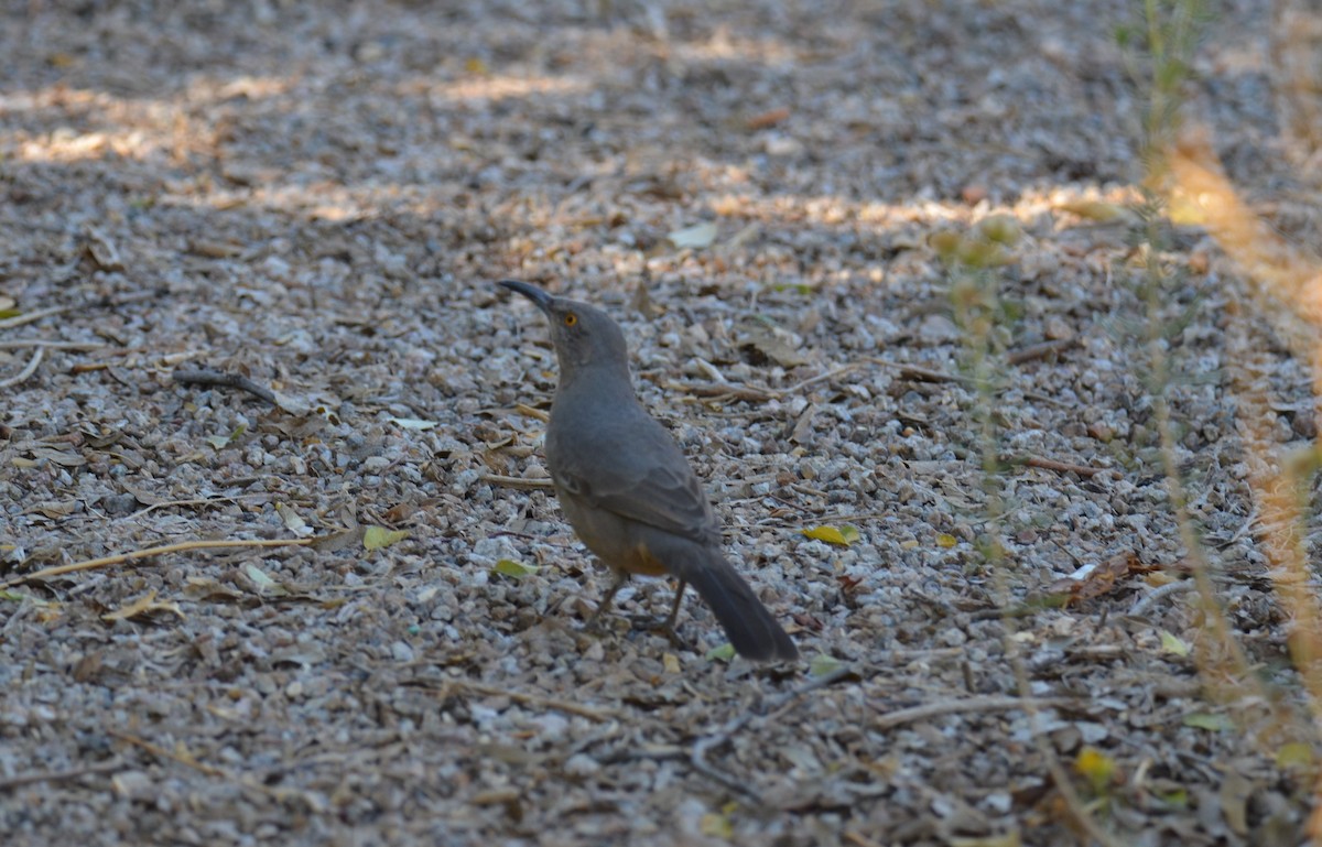 Curve-billed Thrasher - ML647017355