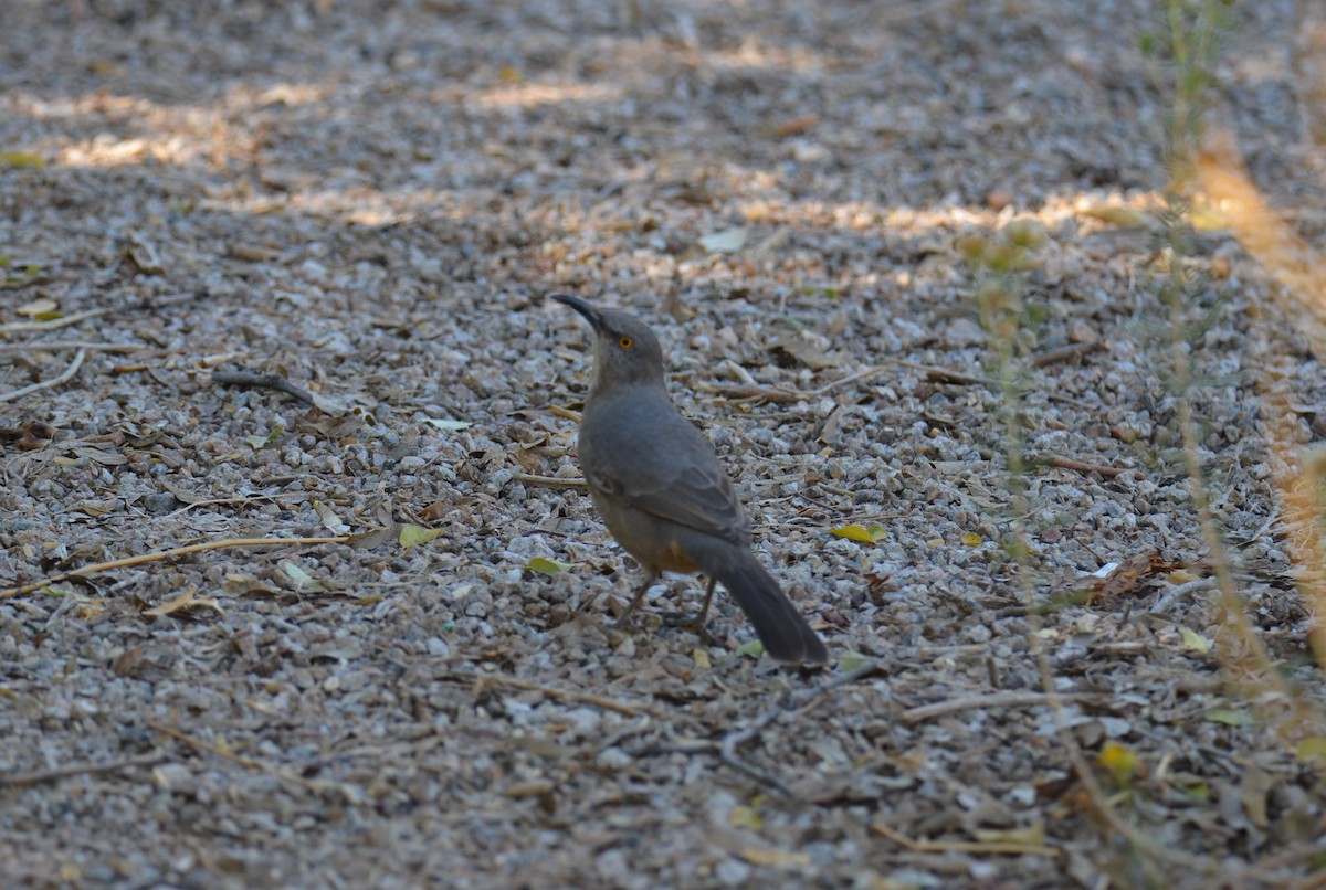 Curve-billed Thrasher - ML647017356