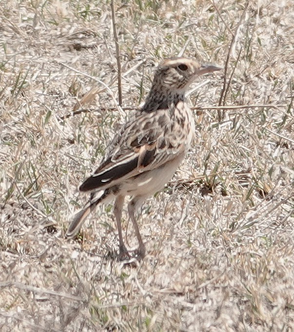 Rufous-naped Lark - ML647017357