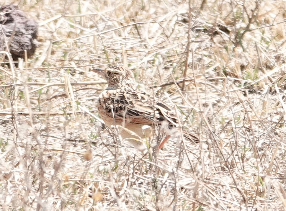 Rufous-naped Lark - ML647017358