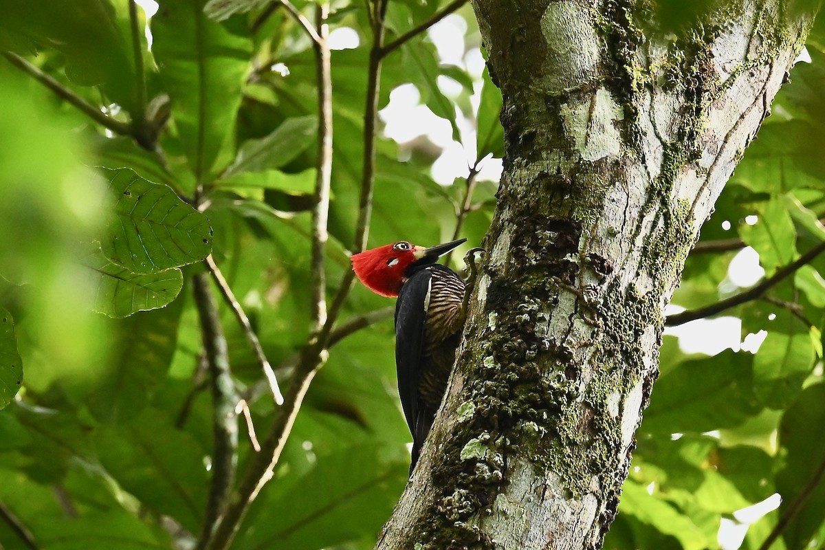 Crimson-crested Woodpecker - ML647017365