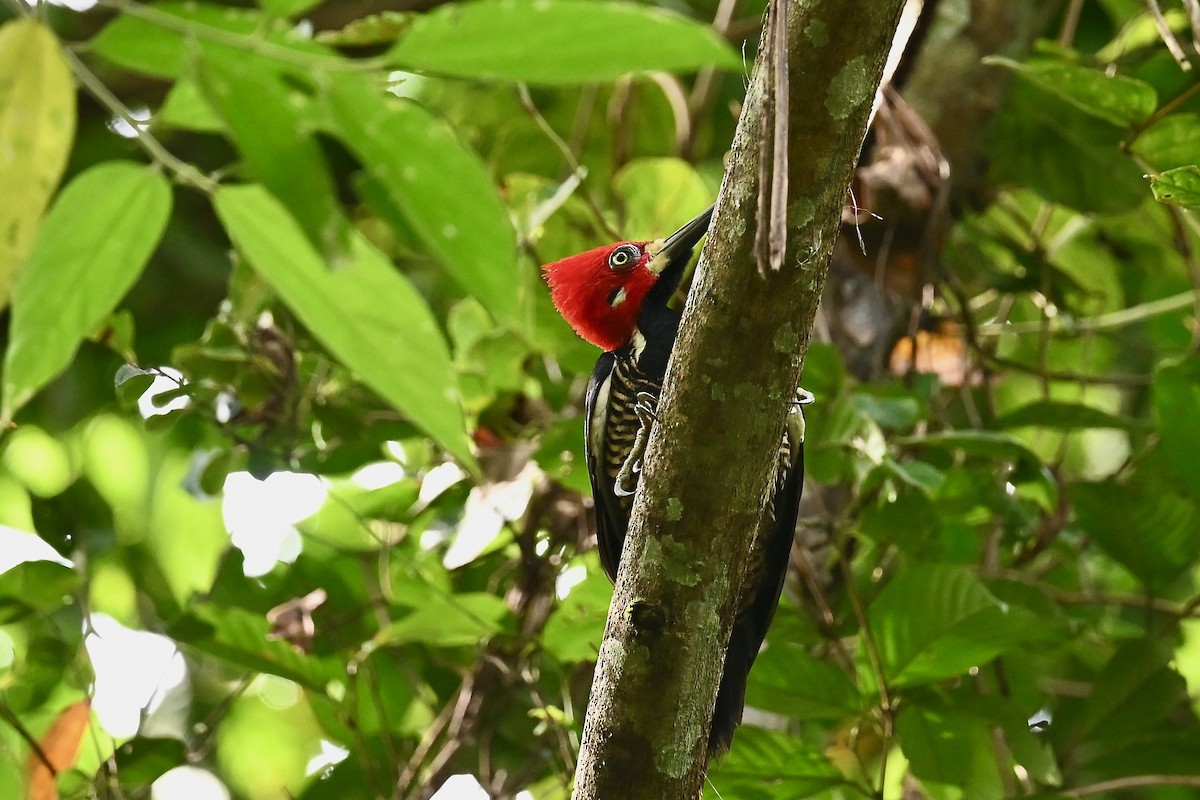 Crimson-crested Woodpecker - ML647017366