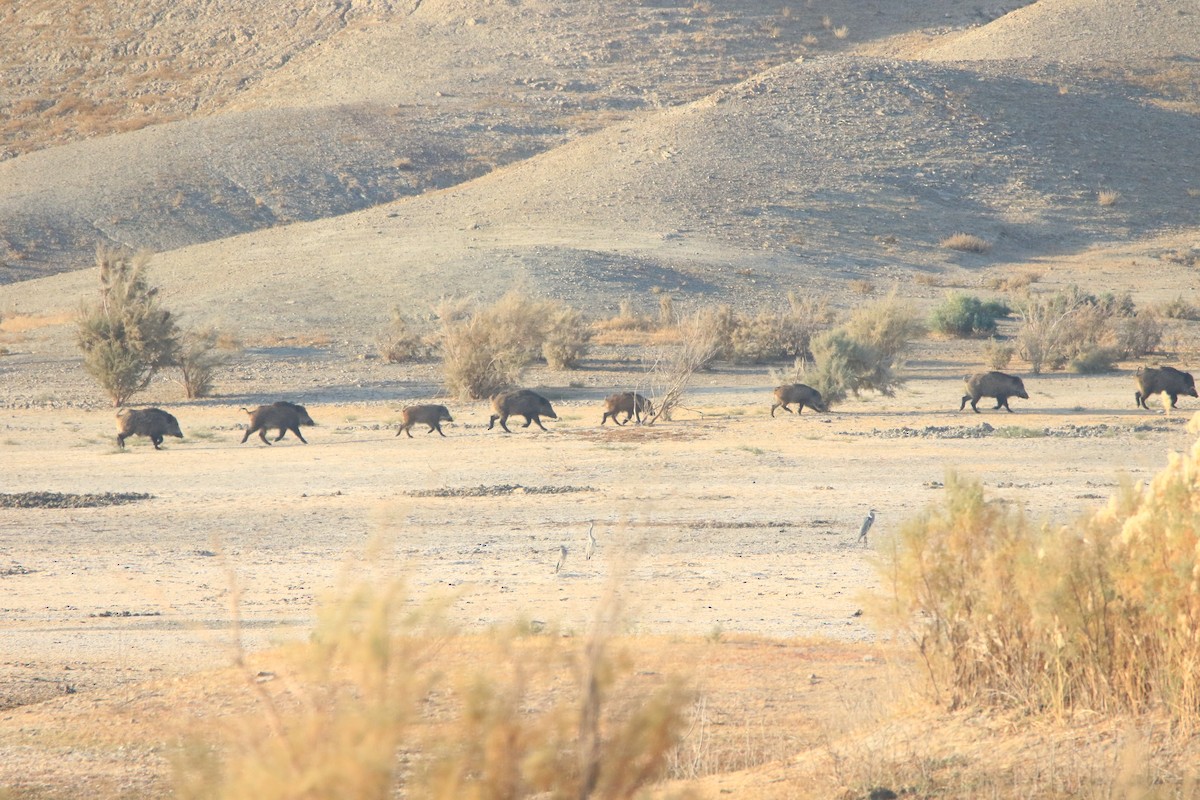 Animals - ML647017368