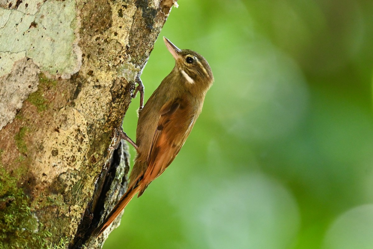 Northern Plain-Xenops - ML647017371