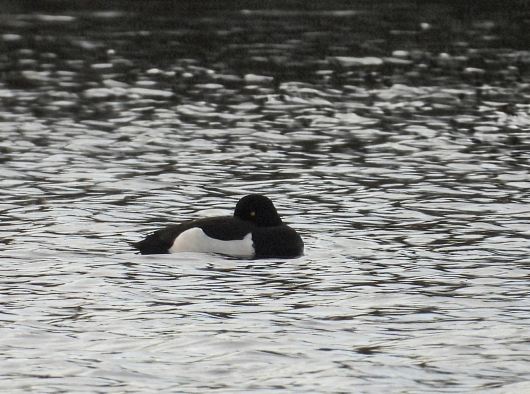 Tufted Duck - ML647017373