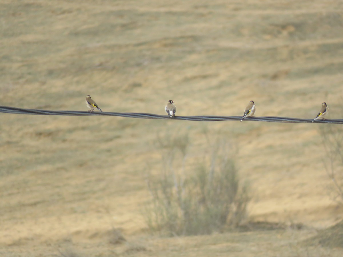 European Goldfinch - ML647017376