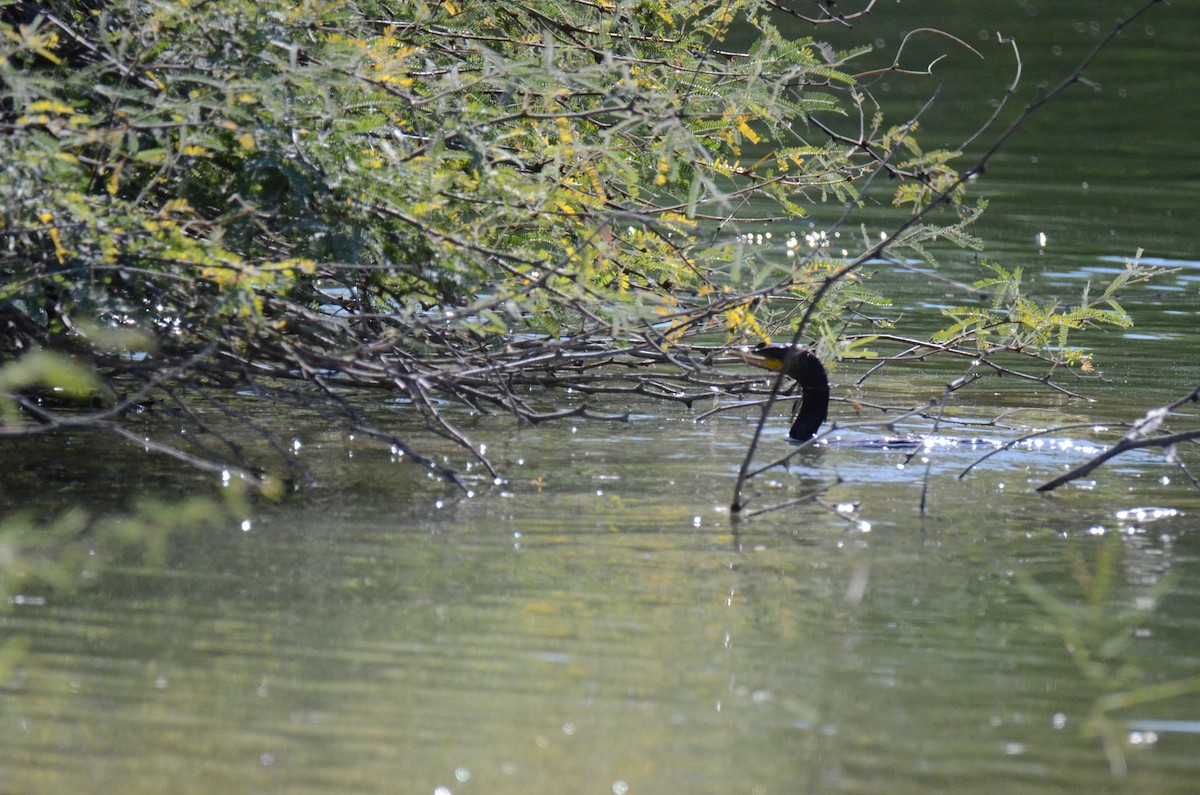 Ушастый баклан - ML647017383