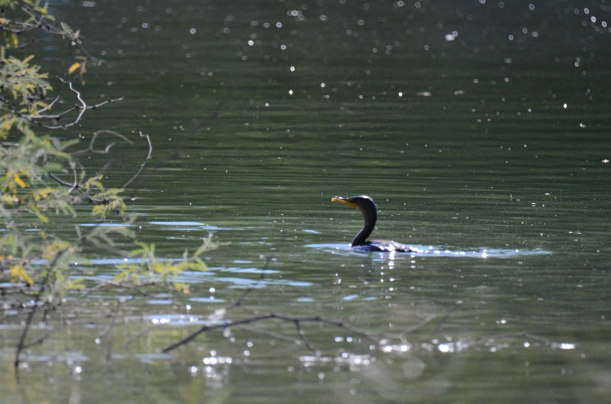 Ушастый баклан - ML647017384